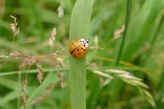 Asiatischer Marienkäfer