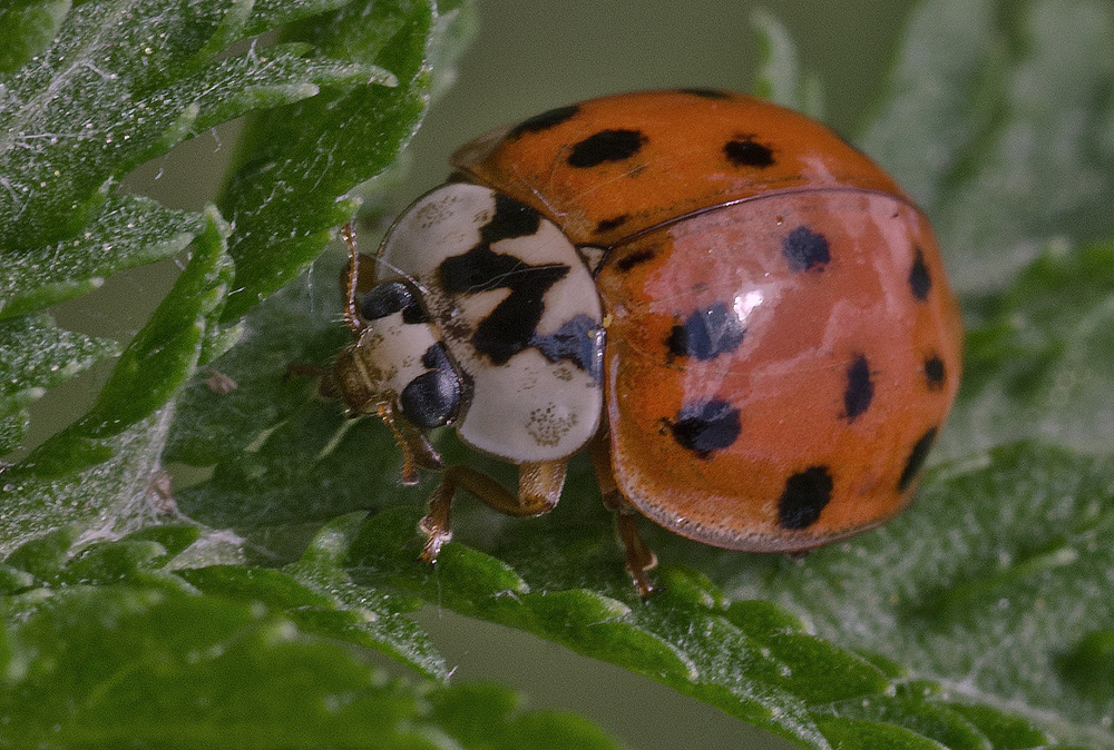 Asiatischer Marienkäfer