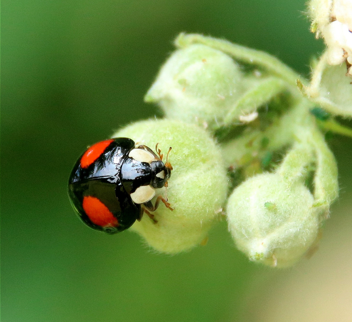 Asiatischer Marienkäfer 