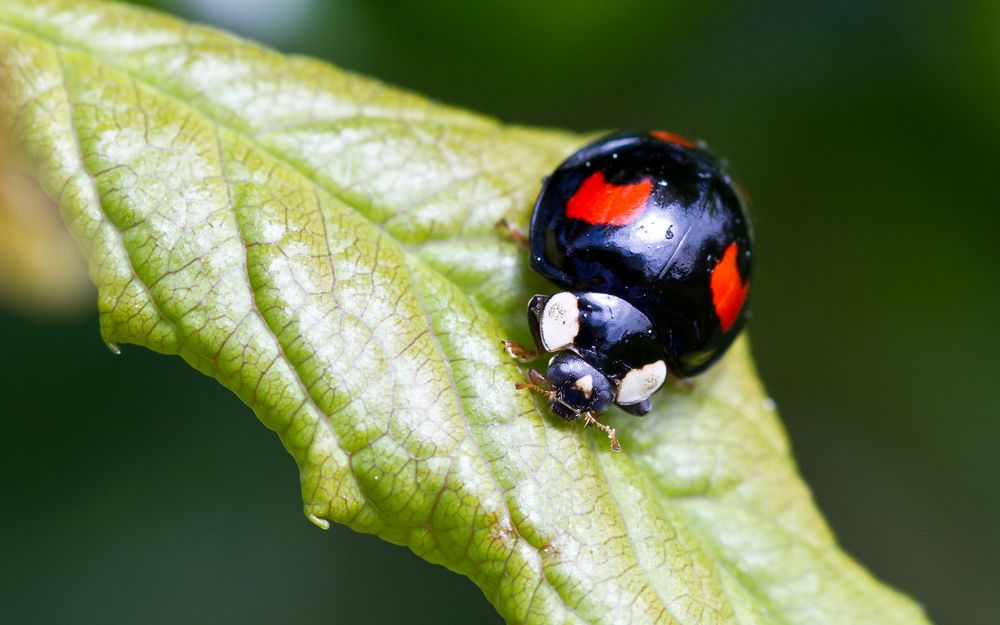 Asiatischer Marienkäfer