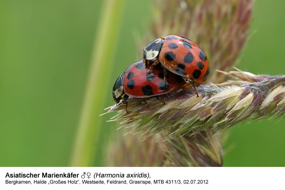 Asiatischer Marienkäfer (Harmonia axiridis)