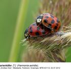 Asiatischer Marienkäfer (Harmonia axiridis)