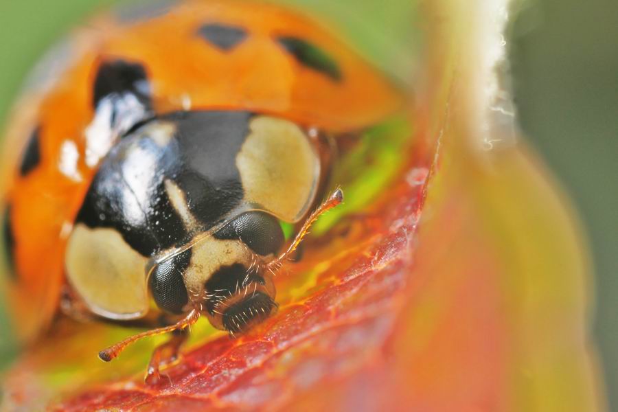 asiatischer Marienkäfer (Harmonia axyridis)