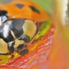 asiatischer Marienkäfer (Harmonia axyridis)