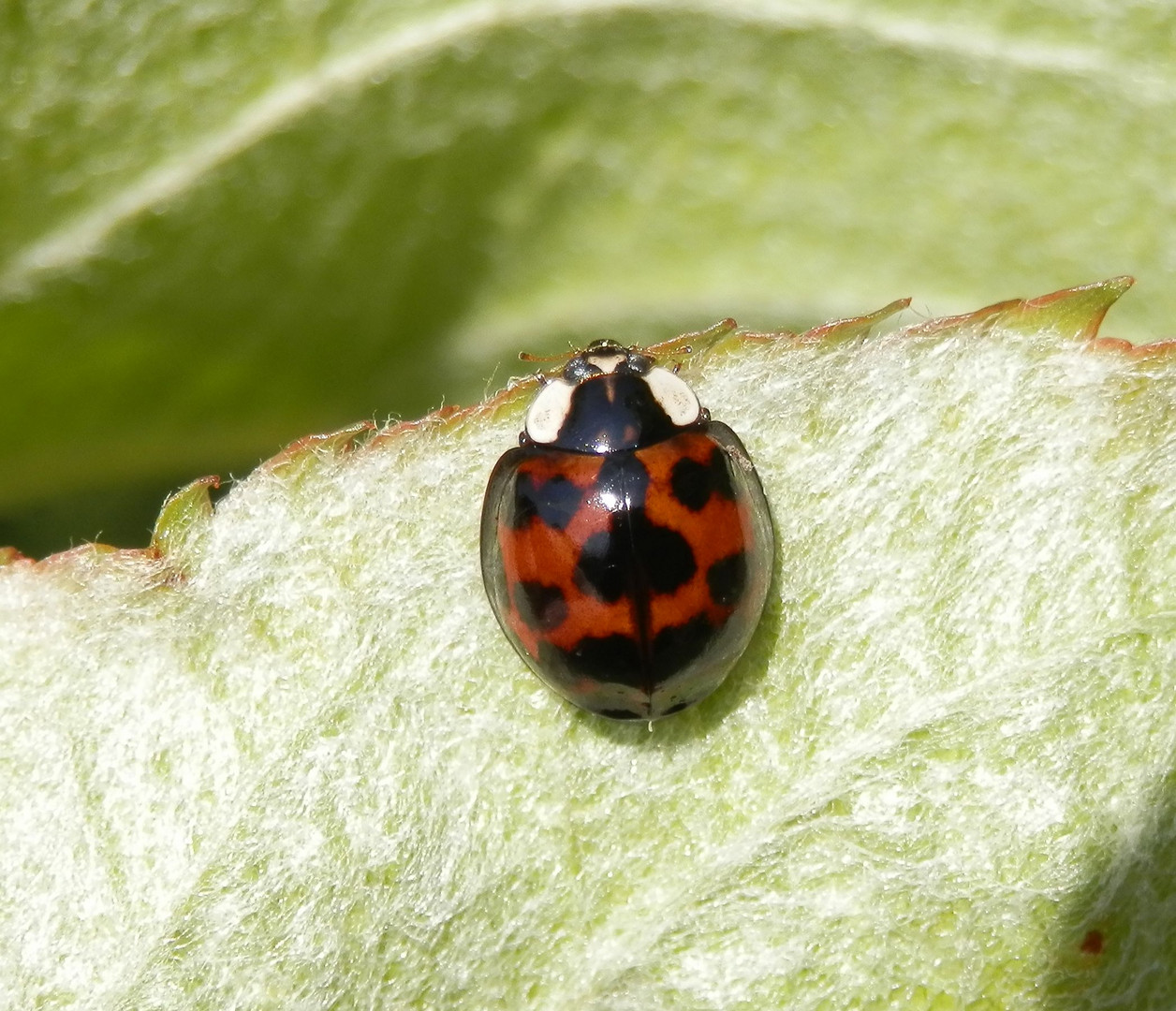 Asiatischer Marienkäfer (Harmonia axyridis)