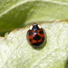 Asiatischer Marienkäfer (Harmonia axyridis)