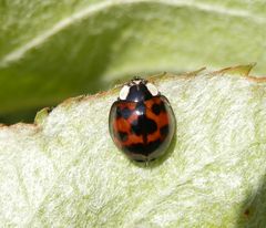 Asiatischer Marienkäfer (Harmonia axyridis)