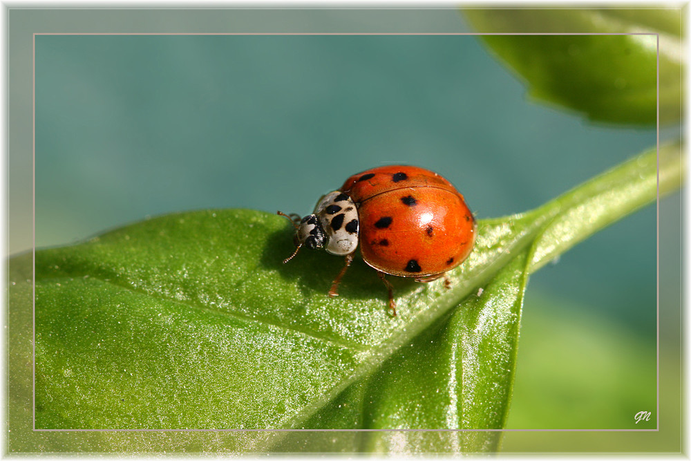 Asiatischer Marienkäfer - Harmonia axyridis -