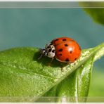 Asiatischer Marienkäfer - Harmonia axyridis -