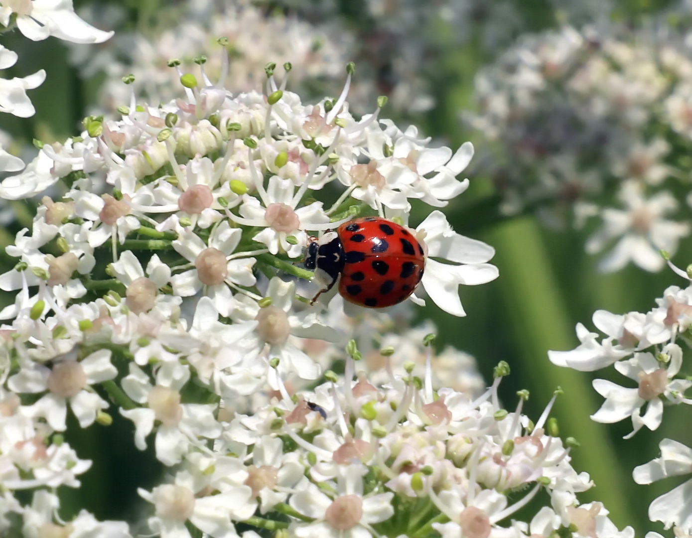 Asiatischer Marienkäfer (Harmonia axyridis)