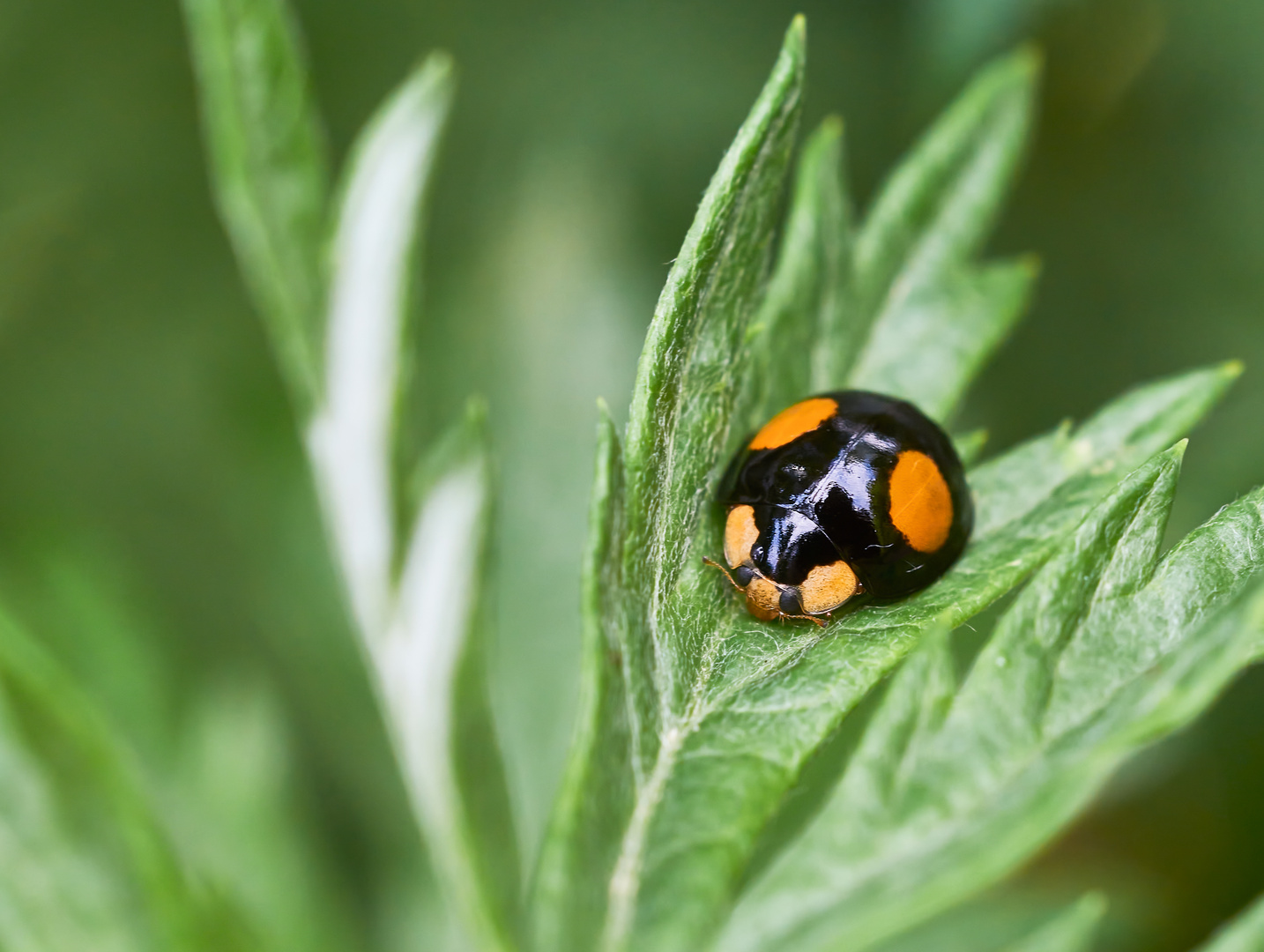 Asiatischer Marienkäfer (Harmonia axyridis)