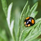 Asiatischer Marienkäfer (Harmonia axyridis)