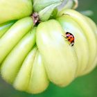 Asiatischer Marienkäfer (Harmonia axyridis)