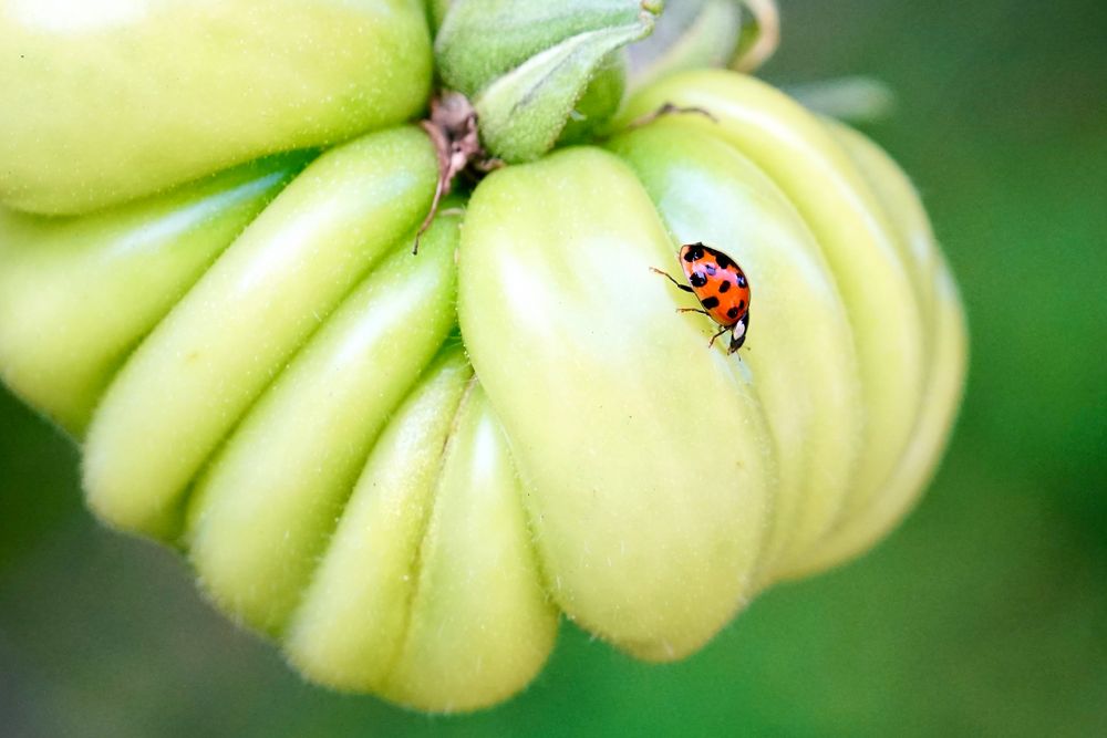 Asiatischer Marienkäfer (Harmonia axyridis)