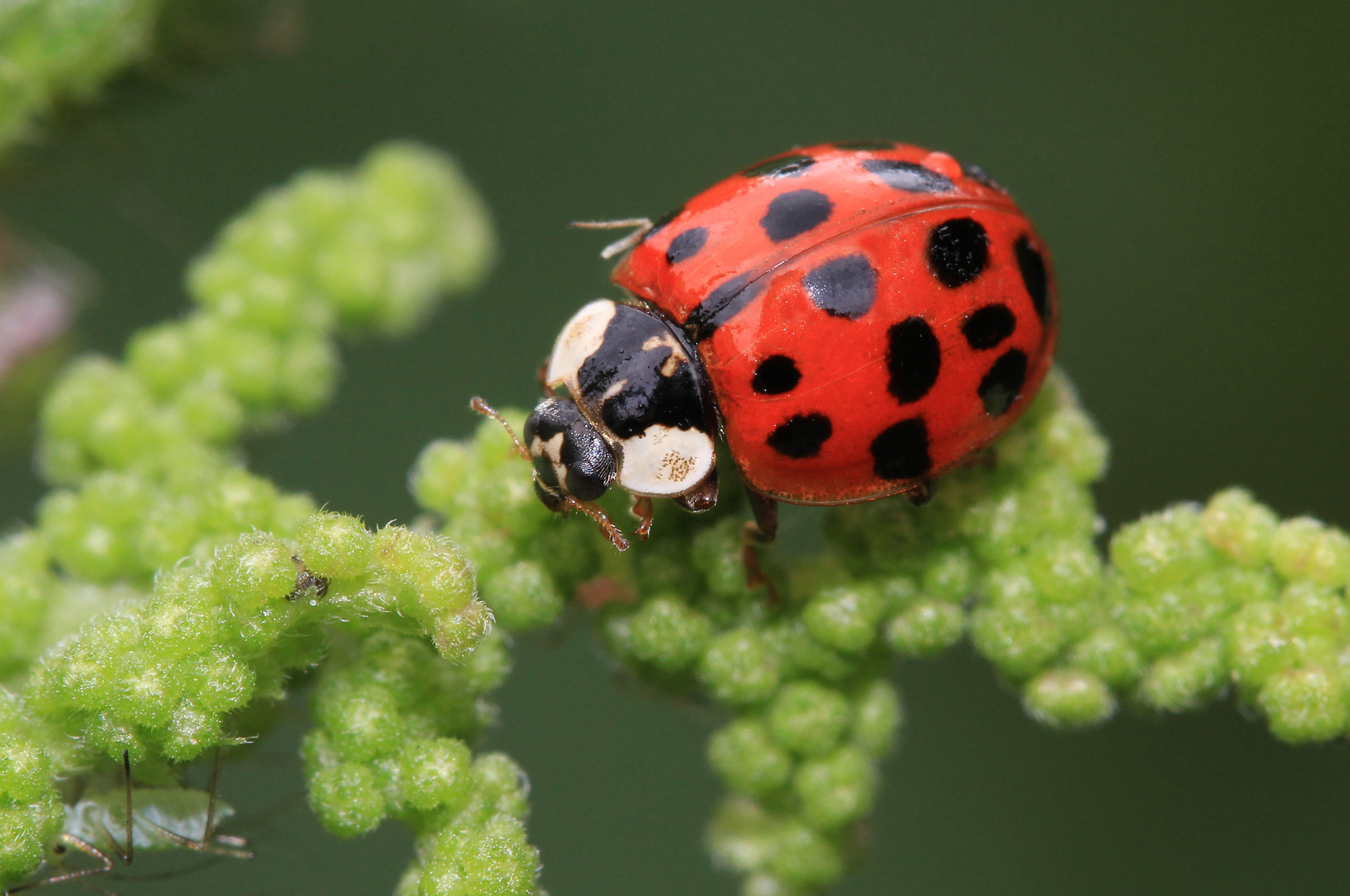 Asiatischer Marienkäfer, Harmonia axyridis, Asian ladybeetle