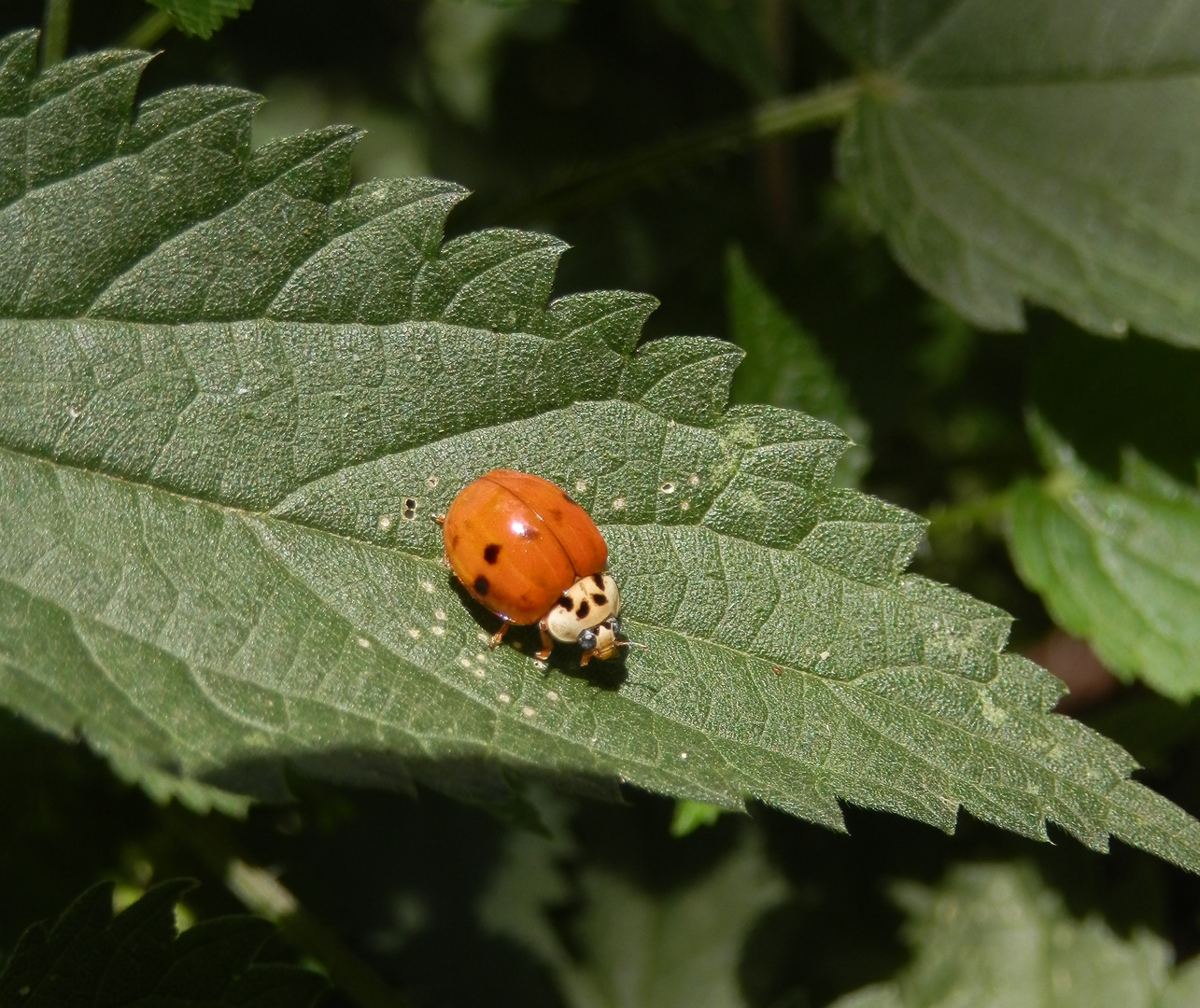 Asiatischer Marienkäfer (Harmonia axyridis) auf Brennnessel