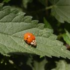 Asiatischer Marienkäfer (Harmonia axyridis) auf Brennnessel