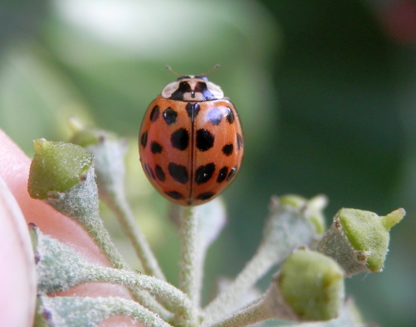 Asiatischer Marienkäfer (Harmonia axyridis) auf Efeu