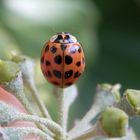 Asiatischer Marienkäfer (Harmonia axyridis) auf Efeu