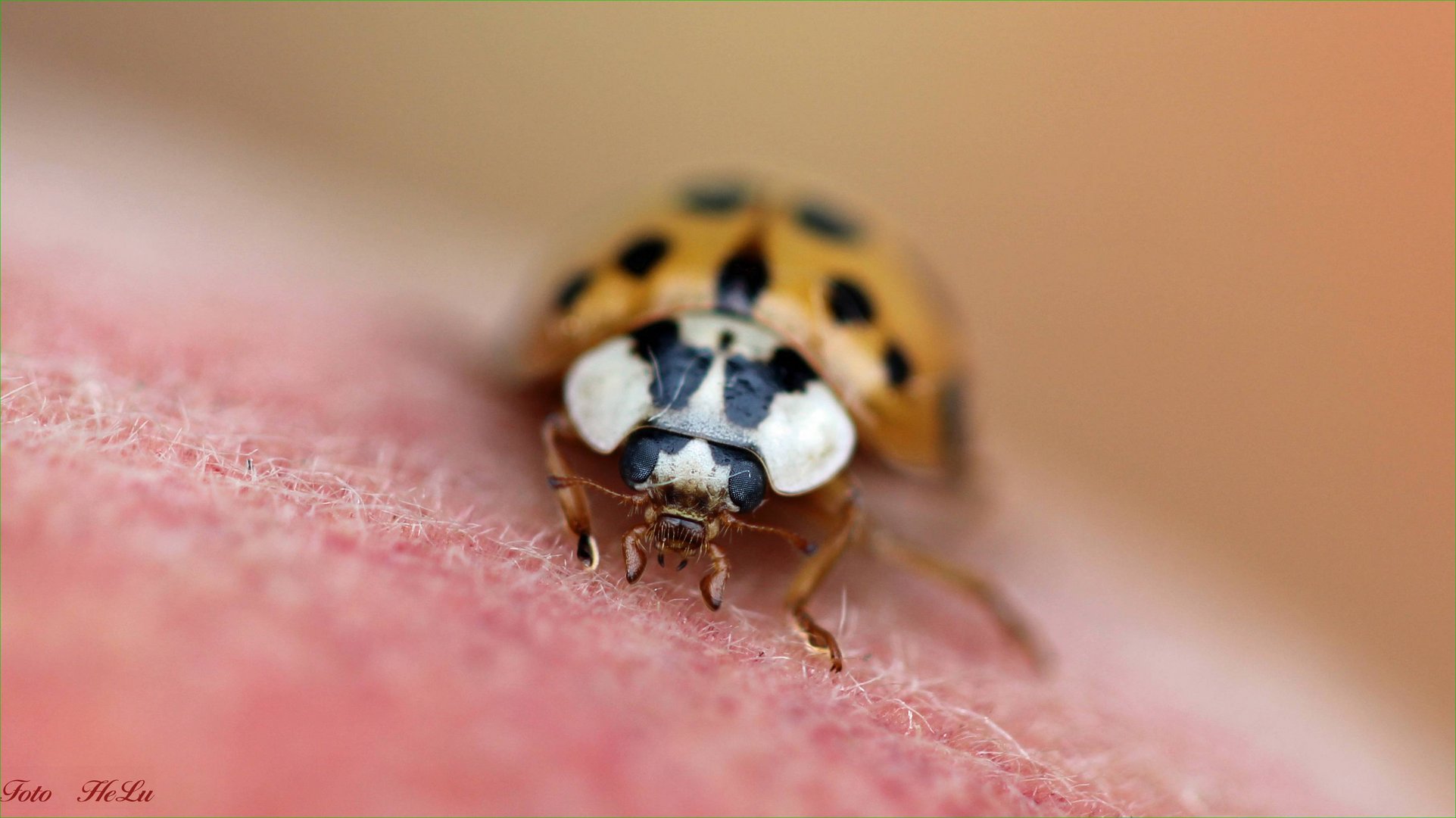 Asiatischer Marienkäfer Harmonia axyridis