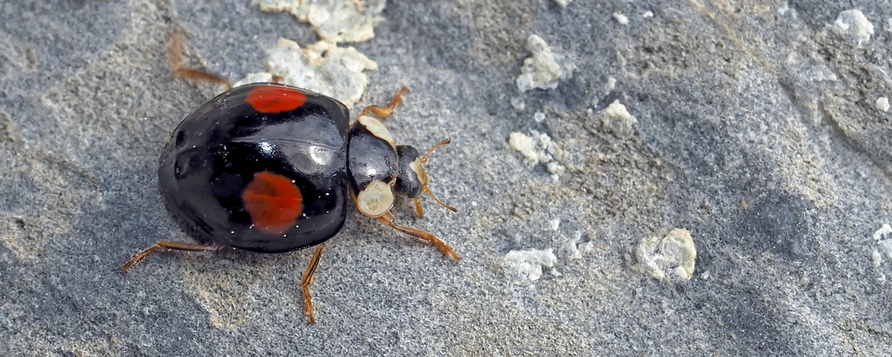 Asiatischer Marienkäfer (Harmonia axyridis f. conspicua) im November! - Coccinelle à deux points!