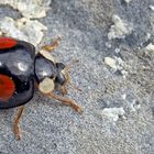 Asiatischer Marienkäfer (Harmonia axyridis f. conspicua) im November! - Coccinelle à deux points!