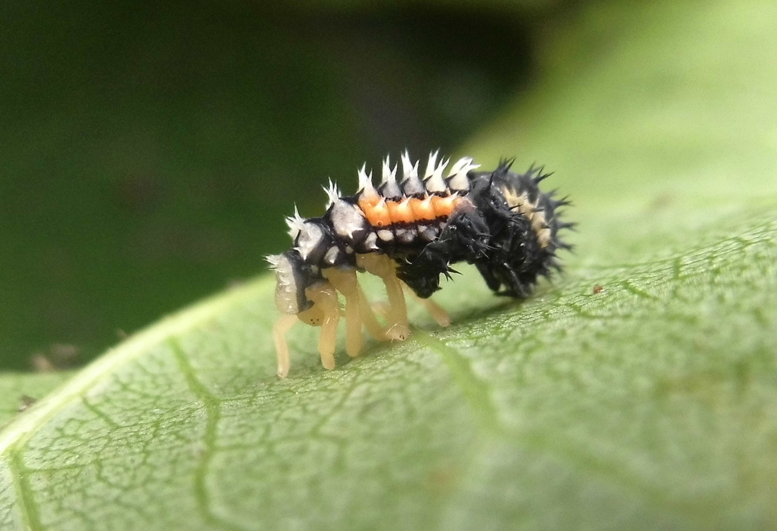 Asiatischer Marienkäfer (Harmonia axyridis), Larve bei der Häutung