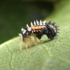 Asiatischer Marienkäfer (Harmonia axyridis), Larve bei der Häutung