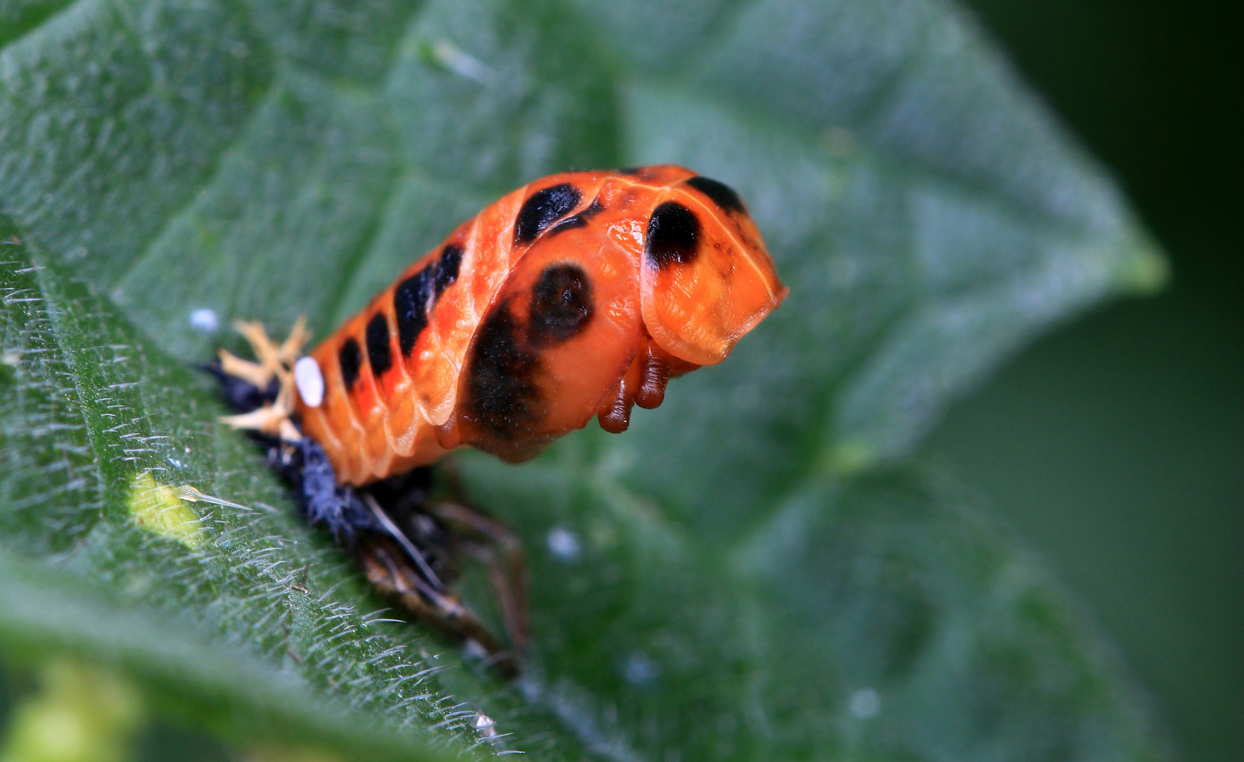 Asiatischer Marienkäfer, Harmonia axyridis, Puppe