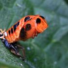 Asiatischer Marienkäfer, Harmonia axyridis, Puppe