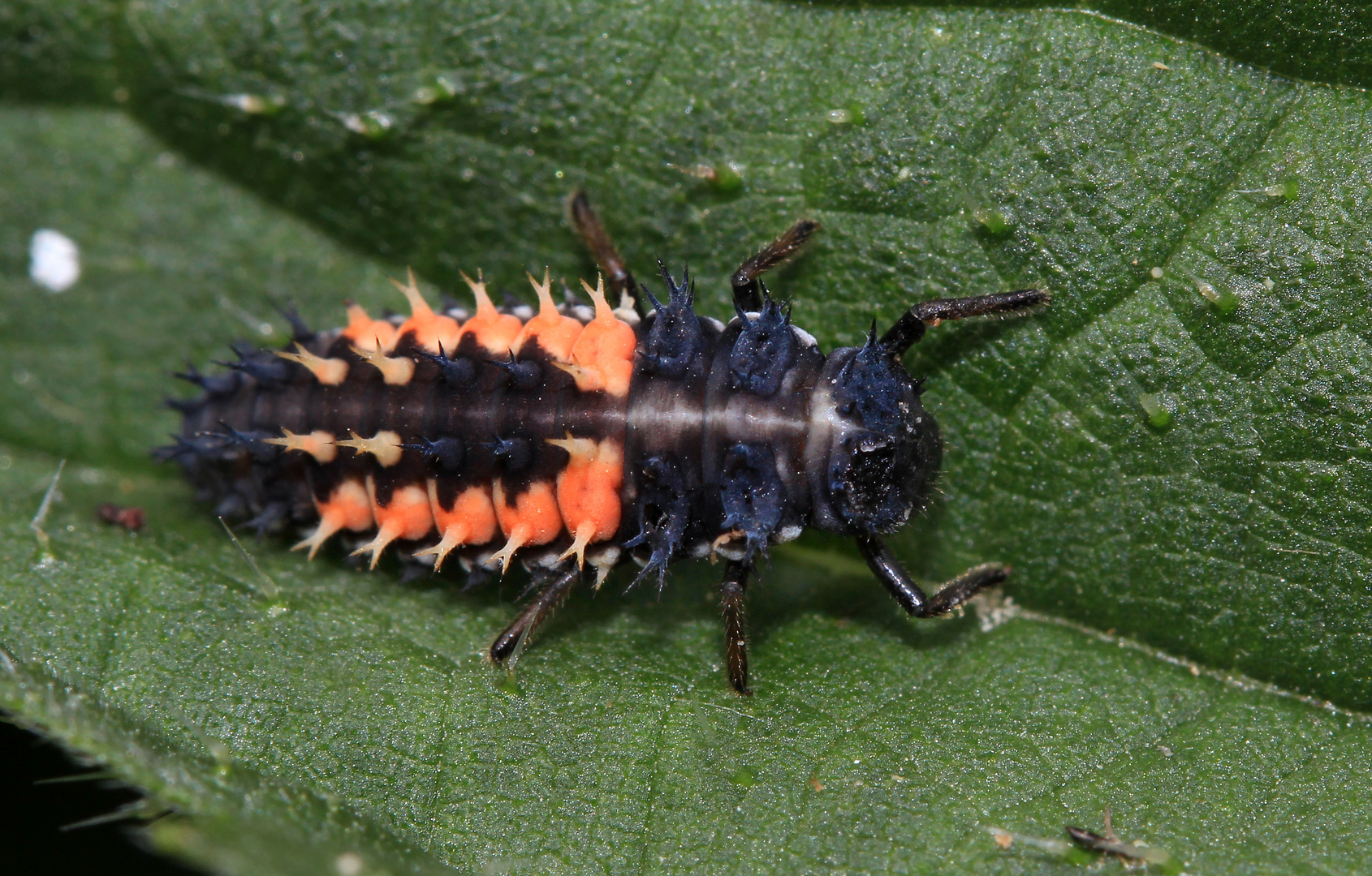 Asiatischer Marienkäfer, Larve, Harmonia axyridis 