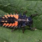 Asiatischer Marienkäfer, Larve, Harmonia axyridis 