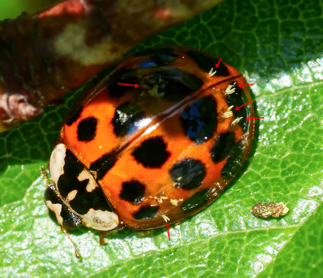 Asiatischer Marienkäfer mit Parasiteneiern