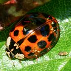 Asiatischer Marienkäfer mit Parasiteneiern