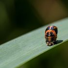 Asiatischer Marienkäfer verpuppt