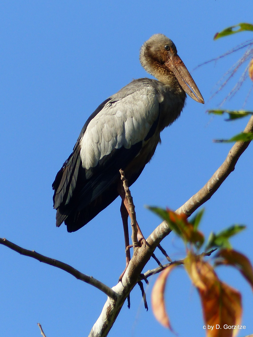 Asiatischer Openbill Storch !