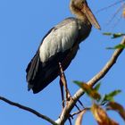 Asiatischer Openbill Storch !