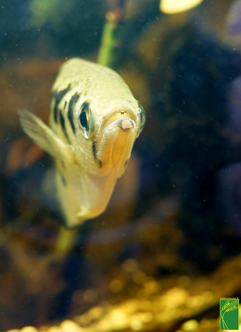 Asiatischer Schützenfisch