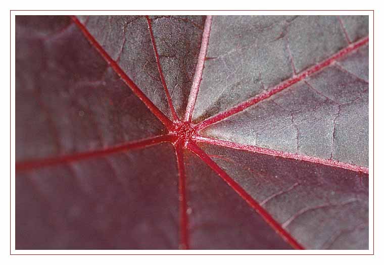 Asiatischer Sonnenschirm oder Herbstblatt