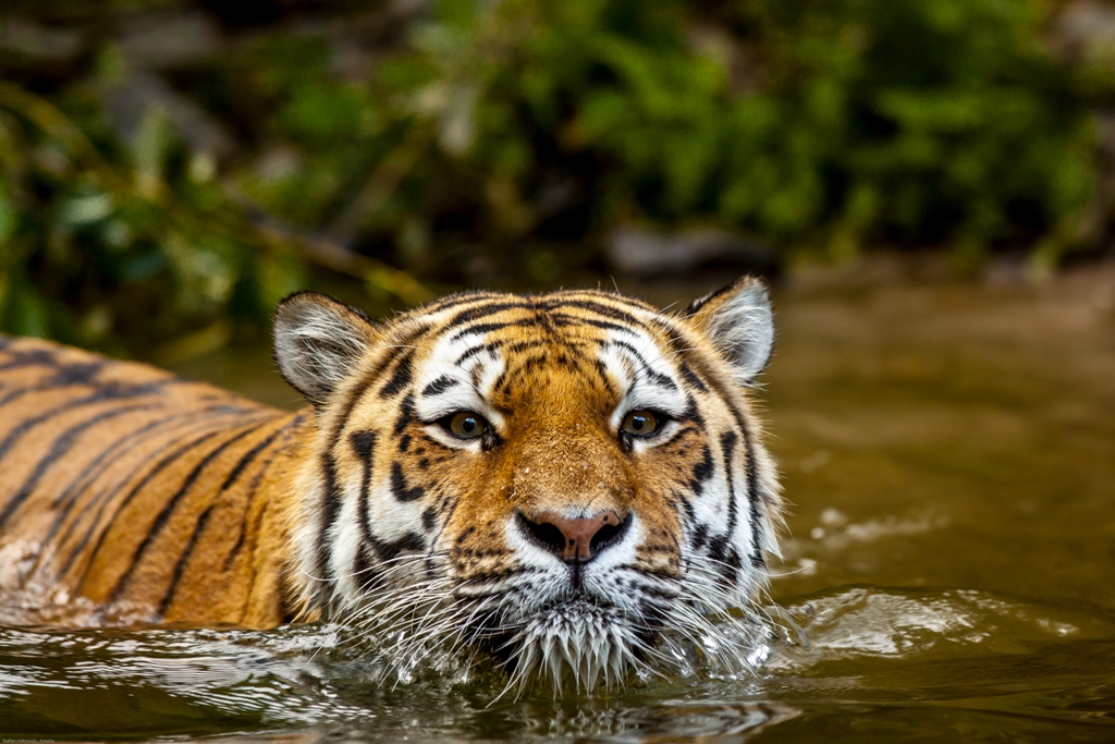 Asiatischer Tiger