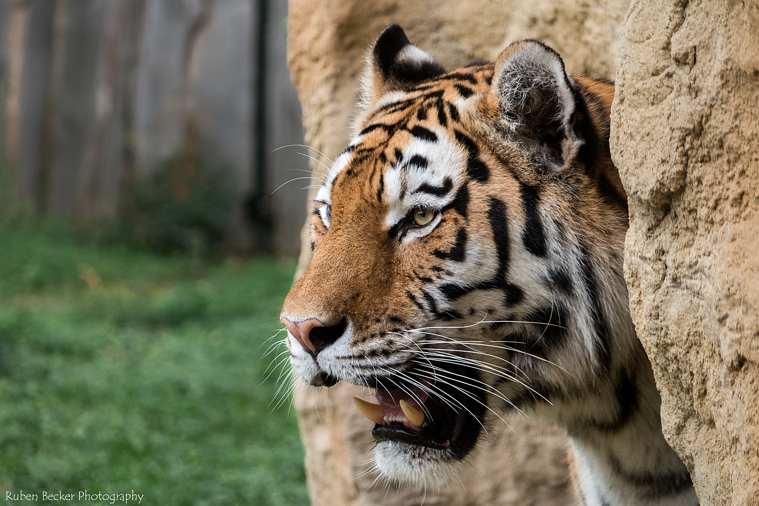 Asiatischer Tiger in der Zoom Erlebniswelt