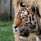 Asiatischer Tiger in der Zoom Erlebniswelt