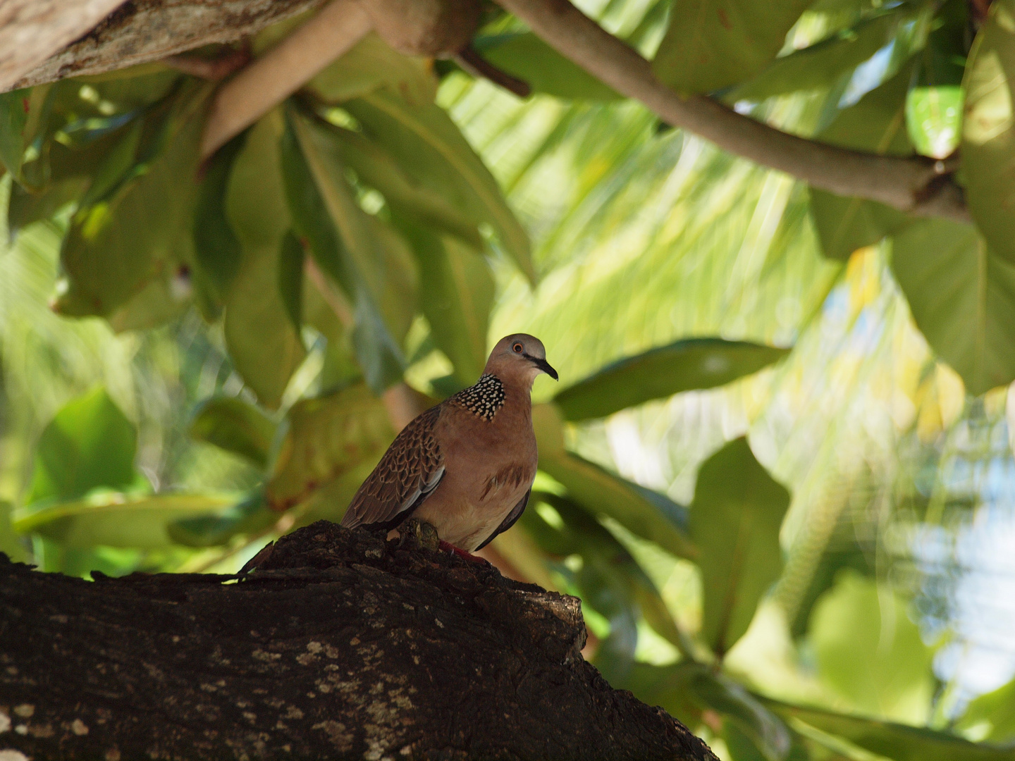 Asiatischer Vogel