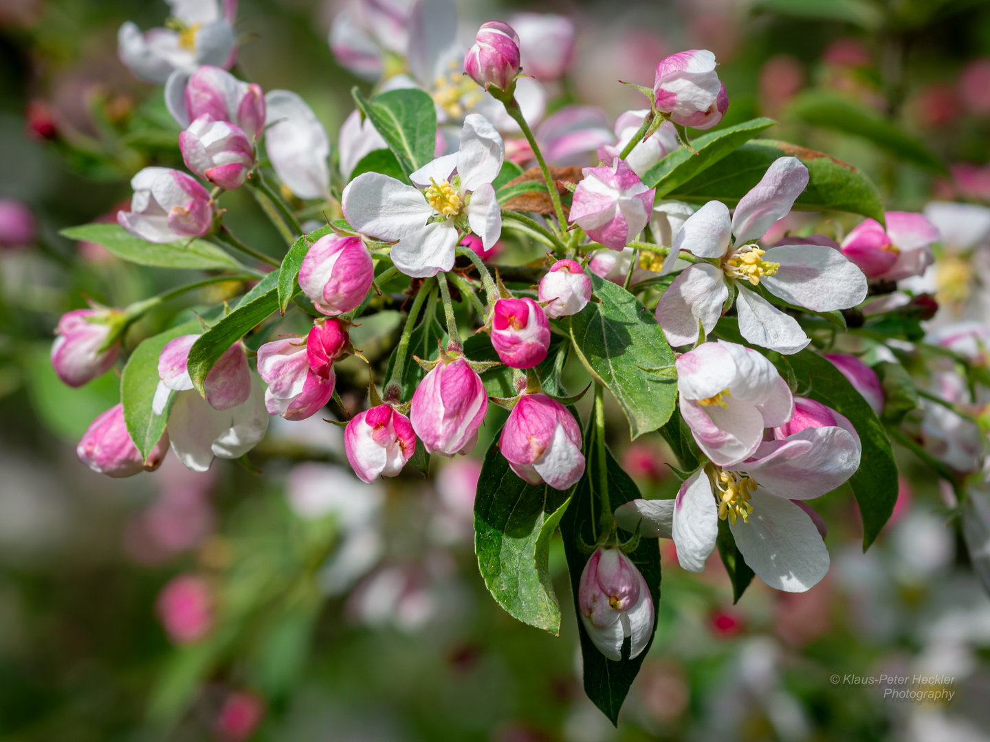 Asiatischer Wildapfel 