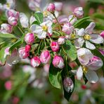 Asiatischer Wildapfel 