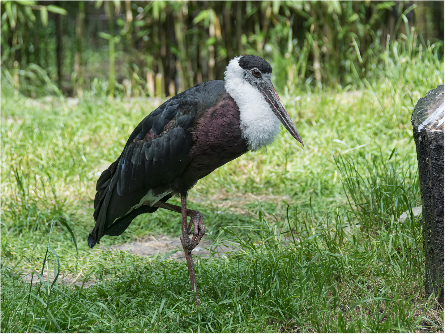 Asiatischer Wollhalsstorch