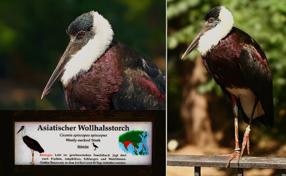 Asiatischer Wollhalsstorch auf Brückengeländer