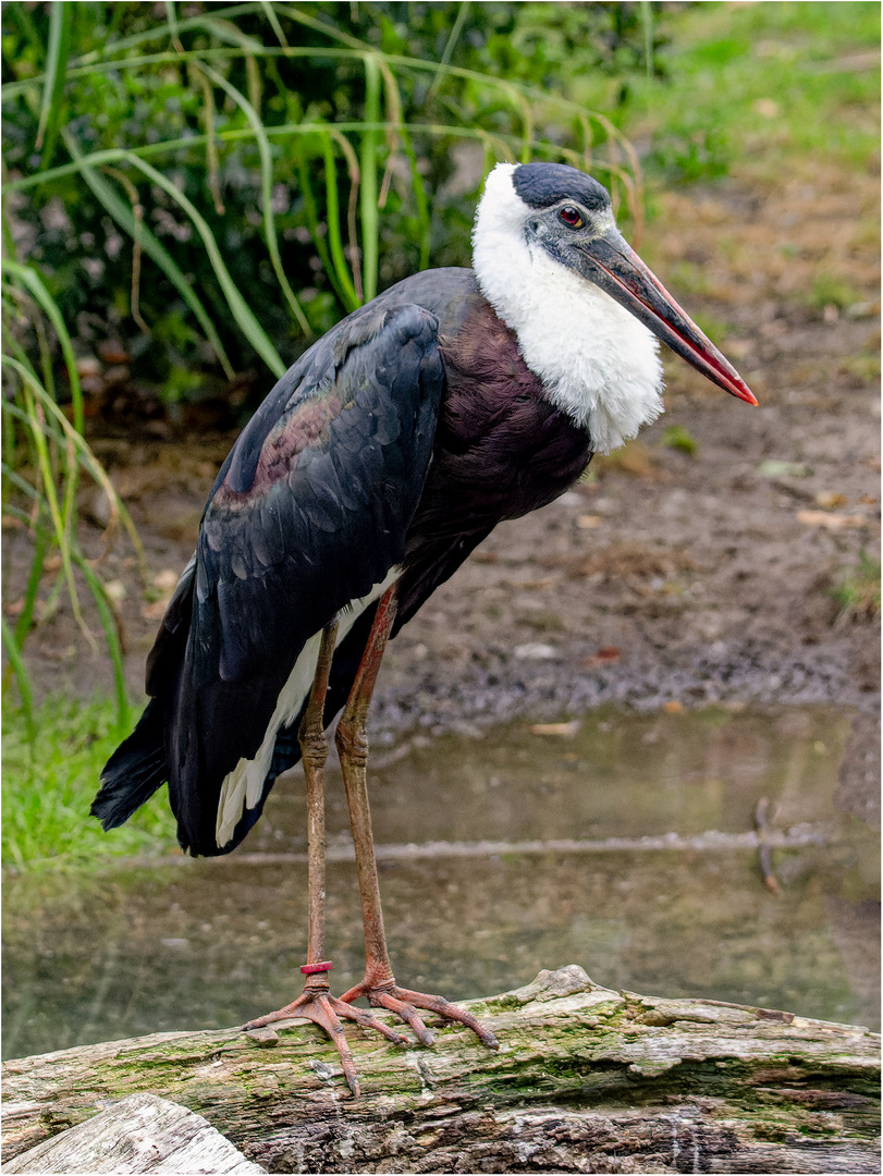 Asiatischer Wollhalsstorch