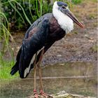 Asiatischer Wollhalsstorch