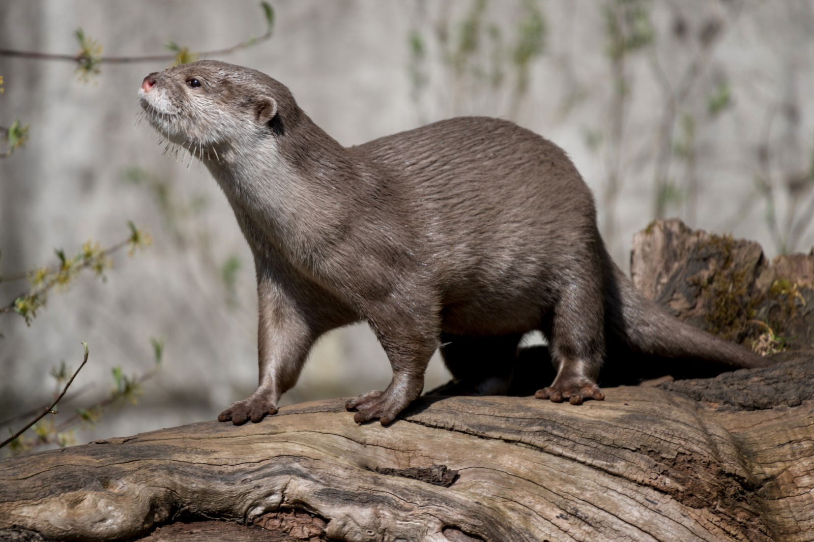 Asiatischer Zwergotter (Aonyx Cinereus)